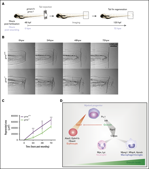 Grna mutants fail to regenerate the tail fin after resection. (A) Experimental workflow. grna+/+ or grna−/− 48 hpf embryos were subjected to caudal tail resection immediately after the end of the notochord. Bright field imaging of the wound was taken every 24 hours for 3 days (72 hpw, equivalent to 120 hpf). (B) Representative images of tail fins from grna+/+ (top panel) or grna−/− (bottom panel) larvae at the indicated times. Black lines indicate where the tail fins were resected. (C) Quantification of the regenerated tail fin area of grna+/+ (n = 5) and grna−/− (n = 5) larvae from panel B. (D) Schematic representation of signaling occurring during myeloid cell differentiation. Briefly, Pu.1 and Irf8 positively regulate granulin expression, which in turn controls the expression of rgs2 and cebpa for the differentiation of myeloid progenitors into neutrophils expressing mpx and lyz or macrophages (mpeg1 and mfap4). Granulin blocks gata1 expression, inhibiting erythroid development and the expression of the erythroid-related genes alas2, epb41b, and hbae4. Granulin expression levels are indicated in green. Error bars indicate SEM. **P < .001; ***P < .0001.