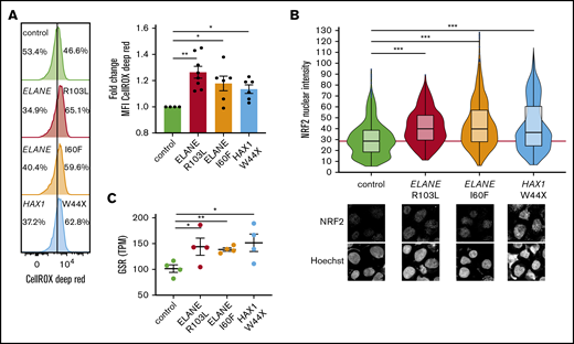 SCN-iPSC-derived CD34+CD45+cells show elevated ROS levels and increased nuclear translocation of NRF2. (A) Representative FACS histograms and quantifications of mean fluorescent intensities (MFI) showing increased levels of CellROX Deep Red in SCN HPCs. Data are from 3 independent experiments on 2 clones per genotype. (B) Quantification of the nuclear translocation of NRF2 by immunofluorescence stainings of HPCs showing increased nuclear NRF2 levels in SCN HPCs. The red line indicates the median NRF2 nuclear intensity for the control HPCs. Data are pooled from 2 independent clones and 5 independent experiments. Total cells analyzed: control, n = 765; ELANE-R103L, n = 721; ELANE-I60F, n = 677; HAX1-W44X, n = 574. (C) Expression of the antioxidant glutathione reductase (GSR) in TPM obtained from 2 different iPSC clones and 2 independent experiments. *P < .05, **P < .01, ***P < .001.