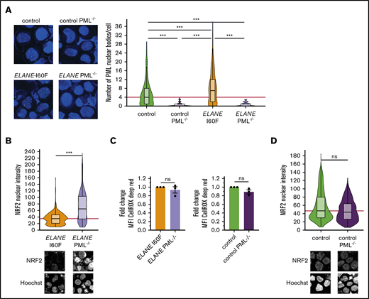 PML acts as a ROS sensor in ELANE-I60F HPCs. (A) Representative immunofluorescent image showing complete loss of PML-NBs after introduction of a stop codon in exon 3 of the PML gene and subsequent PML-NB quantification. The red line indicates the median number of PML-NBs/cell for the control HPCs. Number of cells analyzed (n): control, n = 441; control PML−/−, n = 175; ELANE-I60F, n = 353; ELANE-I60F PML−/−, n = 172. (B,D) Quantifications of immunofluorescent images showing increased nuclear NRF2 levels in ELANE-I60F PML-deficient HPCs (B), but not in control (D). Data are pooled from 3 independent experiments (ELANE-I60F, n = 365; ELANE(-I60F) PML−/−, n = 370; control, n = 631; control PML−/−, n = 644, where n = the number of cells). The red line indicates the median number of NRF2 nuclear intensity for the PML-proficient HPCs. Microscope settings (laser power) differed between figures. (C) Relative quantification of the mean fluorescent intensity (MFI) showing no increased CellROX Deep Red levels after PML knockout, where PML-proficient cells (ELANE-I60F or control) were used as baseline. Data are from 3 independent experiments. ***P < .001.