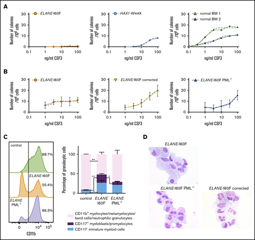 PML inhibits the CSF3 response of ELANE-I60F HPCs. (A) CFU-G assays on ELANE-I60F bone marrow cells showing a very limited CSF3 response with increasing dosages of CSF3, where HAX1-W44X and normal bone marrow cells show a CSF3-induced increase in colony formation. (B) CFU-G assays on iPSC-derived HPCs showing a similar hyporesponsiveness in ELANE-I60F cells, which is restored upon correction of the mutation and partly restored by the removal of PML (data are pooled from 3 independent experiments performed in triplicate). Dashed line indicates a nonlinear fitted curve. (C) Representative FACS histogram depicting CD11b expression (left) and subsequent quantifications of the myeloid cells present in CSF3-containing liquid culture (right; n = 3) showing an elevated ratio of immature vs mature myeloid cells in ELANE-I60F cells relative to controls, which was partly reverted to normal after PML knockout (ELANE PML−/−, ELANE-I60F PML−/−). *P < .05, **P < .01. (D) Representative May Grünwald-Giemsa–stained images of parental, PML-deficient, and corrected ELANE-I60F cells.