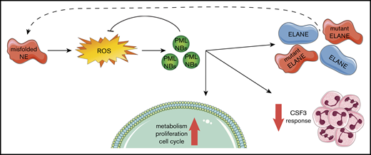 Graphical representation of the PML-mediated responses in ELANE-I60F HPCs.ELANE mutations with predicted NE misfolding result in excessive doses of ROS, inducing the formation of PML-NBs. PML-NBs are important for reducing ROS levels, while also inducing metabolism, proliferation, and cell cycling. In addition, PML reduces the response to CSF3 and induces the transcription of (mutant) ELANE, providing a feed-forward mechanism.