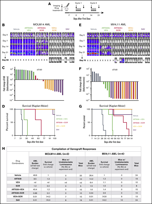 The VEN plus SOR and SAV combinations induced deep, long remissions in MOLM14 and MV4;11 AML xenografts. (A) Schedule for drug treatment and BLI. Drugs (50 mg/kg/d ART838, 150 mg/kg/d VEN, and/or 30 mg/kg/d SOR) were administered by mouth (via gavage) on this 5-day on/9-day off schedule for ≥5 identical 5-day treatment cycles. (B-D) NRG mice were transplanted IV with luc/YFP-labeled MOLM14 AML cells or (E-G) luc/YFP-labeled MV4;11 AML cells 10 days prior to initial BLI. Based on Xenogen quantification of baseline luminescence on day 0, mice were placed into experimental groups balanced for luminescence (5 mice per group), and drug treatment initiated. (B,E) BLI of each mouse for the initial 21 days and last imaging day (day 98 in panel B, day 70 in panel E of these 2 experiments involving AML xenograft-bearing mice treated with either vehicle, 2-drug, or SAV combinations). Luminescence intensity color coding was scaled to the same minimum and maximum across all individual experiments. (C,F) Waterfall plots representing fold-change in luminescence on day 7 vs day 0 for each mouse. (D,G) Kaplan-Meier survival curves. Experiments were terminated on day 103 for MOLM14 AML and day 91 for MV4;11 AML (vertical dotted line). One SAV mouse (D) and 1 ART838 plus SOR mouse (G) died unexpectedly with low AML burden and were censored. (D) Comparisons of vehicle vs ART838 plus VEN, vehicle vs ART838 plus SOR, vehicle vs VEN plus SOR, vehicle vs SAV, SAV vs ART838 plus VEN, SAV vs ART838 plus plus SOR all have P < .005. (G) Comparisons of vehicle vs ART838 plus VEN, vehicle vs ART838 plus SOR, vehicle vs VEN plus SOR, vehicle vs SAV, SAV vs ART838 plus VEN have P ≤ .005; SAV vs ART838 plus SOR all have P < .05. P values were calculated by log-rank (Mantel-Cox) test. (H) 3 similar MOLM14 AML and 4 similar MV4;11 AML xenograft treatment experiments were performed, and results summarized. Treatment response outcomes were: Leukemia response quantitation via fold change in AML burden (luminescence) on day 7 vs day 0 for each mouse (geometric means for each treatment group were averaged across all experiments); survival (fold change in median survival vs vehicle; fold changes were averaged for each treatment group across all experiments). In the survival columns, > indicates that groups contained mice with no detectable luminescence (above background, 5.7 × 105 photons per mouse based on intensity values from nonleukemia-bearing mice) on the last BLI done in the experiment. In the aggregated results of all experiments using the MOLM14 AML model, 7 mice (70%) had no detectable luminescence (above background) after treatment with VEN plus SOR and 8 mice (42%) with SAV (at 42-101 days after treatment completion). In the aggregated results of all experiments using the MV4;11 AML model, 9 mice (69%) had no detectable luminescence (above background) after treatment with VEN plus SOR and 10 mice (42%) with SAV (at 9-45 days after treatment completion). Inverse association between the fold-change (day 7/d 0) in AML burden and the fold-change in median survival relative to vehicle for MOLM14 or MV4;11 AML were calculated using the Spearman rank correlation coefficient. nd, not done; “X”, mouse death.