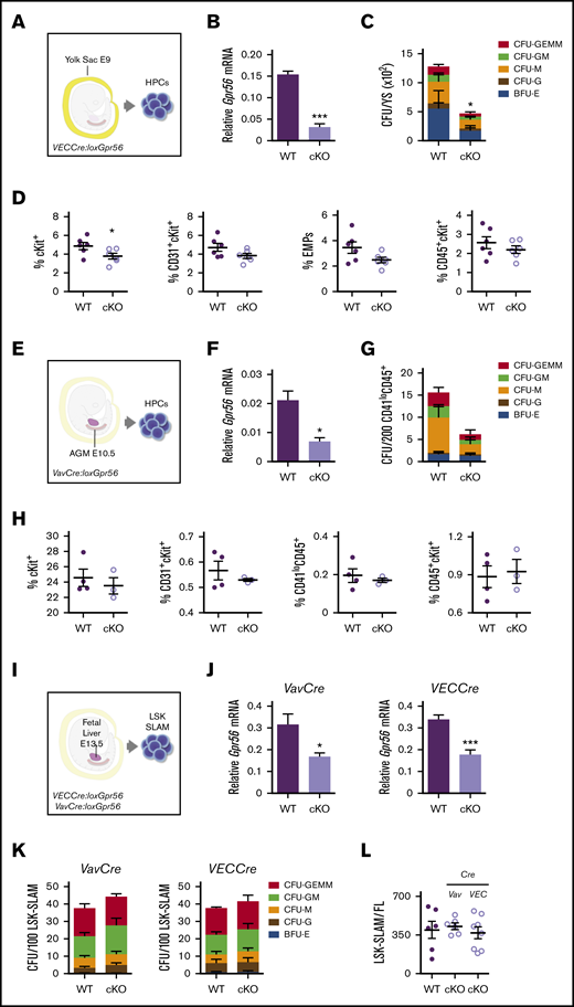 Gpr56 deficiency effects early hematopoietic development in mouse embryos. Experimental setup for E9 YS (21-25 somite pairs) (A), E10.5 AGM (34-37 somite pairs) (E), and E13.5 FL HPC analyses (I). (B) Relative expression of Gpr56 in WT and VECCre:loxGpr56 cKO E9 YS cells normalized to β-actin by RT-PCR analysis (n = 3). (C) Number of CFU per WT and cKO E9 YS (n = 3). (D) Percentages of cKit+, CD31+cKit+, CD41+cKit+CD16/32+ (EMP), and CD45+ckit+ cells in WT and cKO E9 YS (n = 6). Flow cytometric gating strategy shown in supplemental Figure 1. (F) Relative expression of Gpr56 in WT and VavCre:loxGpr56 cKO E10.5 AGM cells normalized to β-actin by RT-PCR analysis (n = 3). (G) Number of CFU per WT and cKO E10.5 AGM (n = 3). (H) Percentages of cKit+, CD31+cKit+, CD41loCD45+, and CD45+ckit+ cells in WT and cKO E10.5 AGMs (n = 6). (J) Relative expression of Gpr56 in WT and VavCre: and VECCre:loxGpr56 cKO LSK SLAM sorted E13.5 FL cells normalized to β-actin by RT-PCR analysis (n = 5). *P ≤ .05. (K) Number of CFU per WT and Vav and VECCre cKO E13.5 FL LSK SLAM cells (n = 4). (L) Number of LSK SLAM cells per WT and Vav and VECCre cKO E13.5 FL (n = 6). Distinct colony types are indicated. Mean ± standard error of the mean (SEM) is shown.