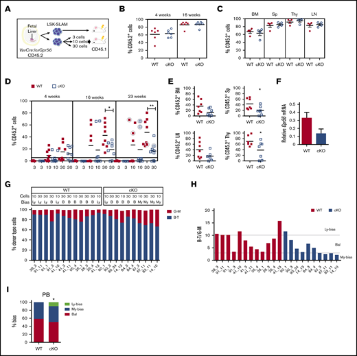 Clonal LSK SLAM fetal liver cell in vivo transplantations reveal decreased engraftment levels and myeloid-lineage bias for Gpr56 deficient HSCs. (A) Experimental setup for in vivo transplantation of E13.5 FL-sorted LSK SLAM cells. (B-C) One FL equivalent of LSK SLAM sorted E13.5 cells from WT and VavCre:loxGpr56 cKO embryos (Ly5.2) were injected into adult irradiated recipients (Ly5.1). Donor cell chimerism in recipient PB at week 4 and 16 posttransplant (B) and hematopoietic tissues at week 18 posttransplant (C). Analysis is by Ly5.1/Ly5.2 flow cytometry. Mean ± SEM is shown. n = 6 per group. (D) Limiting dilution clonal HSC transplantation. Percentage of donor cell engraftment of individual adult irradiated recipient mice as measured by Ly5.1/Ly5.2 flow cytometry of PB at 4, 16, and 23 weeks postinjection of 3, 10, and 30 LSK SLAM E13.5 FL cells. WT controls (red squares) and VavCre:loxGpr56 knockout (cKO, blue empty squares). n = 8 per group. Horizontal line at 5% indicates cutoff for reconstitution. Horizontal lines indicate average percentage engraftment. Circled individual symbols indicate mice used for secondary transplantations. *P ≤ .05; **P ≤ .01. (E) Percentage of donor cell engraftment at 23 weeks postinjection as measured by Ly5.1/Ly5.2 flow cytometry of BM, Sp, LN, and Thy cells from 7 recipient mice injected with 30 LSK-SLAM FL cells. *P ≤ .05. (F) RT-PCR relative expression of Gpr56 normalized to β-actin in LSK BM cells from primary recipients injected with WT and VavCre:loxGpr56 cKO sorted E13.5 FL cells (n = 5). Mean ± SEM are shown. (G) Percentage of lymphoid and myeloid cell contribution in PB of 22 individual adult irradiated recipient mice as measured by flow cytometry of peripheral blood at 23 weeks postinjection of 10 and 30 LSK-SLAM WT control and VavCre:loxGpr56 cKO E13.5 FL cells. (H) Ratio of B-T lymphoid and G-M myeloid for cohort of recipients in panel G with indicators for limits of lymphoid-biased, balanced and myeloid-biased HSC outputs. B, balanced; Ly, lymphoid bias; My, myeloid bias. >87% B-T=Ly; 75% to 87% B-T=B; <75% B-T=My. (I) Percentages of lymphoid-biased, balanced and myeloid-biased HSC engrafted recipients from panel H. Fisher exact test determined statistically significant differences in the My-bias fraction. *P ≤ .05.