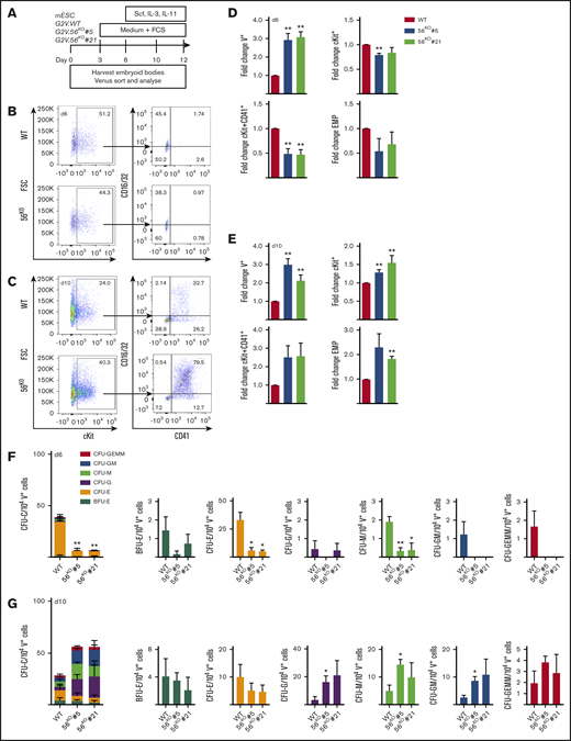 Gpr56 affects hematopoietic output in vitro. (A) ESC differentiation culture methodology. Mouse Gata2Venus (mG2V) ESC (WT and 56KO) were differentiated in hematopoietic factor-containing medium for several days and unsorted/sorted V+ and V− cells were examined for Gpr56 mRNA (RT-PCR) and Gpr56 protein (WB, western blot) expression. (B-C) Representative flow cytometric plots of day 6 (B) and day 10 (C) G2V.WT and G2V.56KO differentiation cultures showing percentages of CD16/32 and CD41 cells in Venus+cKit+ gate. CD41+cKit+ CD16/32+ = EMP (erythromyeloid progenitors). (D-E) Fold change in the percentages (mean ± SEM) of Venus+, cKit+, cKit+CD41+, and EMPs in day 6 (D) and day 10 (E) G2V.WT and G2V.56KO (clones #5 and #21) differentiation cultures. n = 3. (F-G) Hematopoietic potential of G2V.WT and G2V.56KO (clones #5 and #21) HPCs was determined at day 6 (F) and day 10 (G) of differentiation by CFU-C assay. CFU-C per 10 000 V+ plated cells is shown. Distinct colony types are indicated by color. n = 3; mean ± SEM.