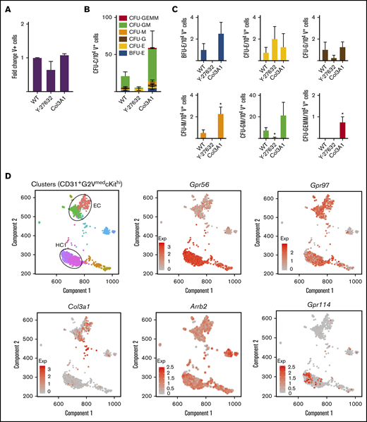 Functional and gene expression analyses of Gpr56 downstream effectors. (A-C) Frequency of Venus+ cells (A) and CFU-C colonies of day 12 V+ sorted cells (B-C) treated with ROCK inhibitor (Y-27632) and collagen (Col3a1). (D) Spring analysis of AGM-derived HSPCs38 displays the differential expression of Gpr56, collagen (Col3a1), β arrestin (Arrb2), Gpr97, and Gpr114 in the 2 cell clusters (EC and HC1) of highly enriched HSPCs (CD31+G2VmedcKithi) from E10.5/11.5 AGM IAHC cells.