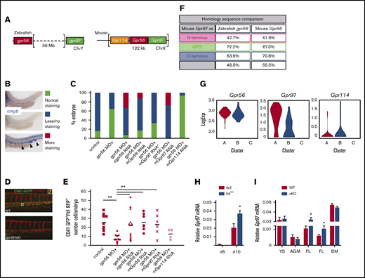 Redundant function of mouse Gpr97 in Gpr56 morphant zebrafish and Gpr97 expression in mouse ESCs and embryonic tissues. (A) Schematic of the Gpr56 locus in zebrafish and mouse. Two highly homologous genes, Gpr114 and Gpr97, are located 5′ and 3′, respectively, within the mouse Gpr56 locus. (B) Zebrafish cmyb in situ staining controls (30 hpf) used for rescue experiments showing normal (green), less/no (blue), and more (red) staining. More staining was classified based on both intensity of staining compared with controls and ectopic cmyb expressing cells in the posterior cardinal vein and caudal hematopoietic tissue as indicated by arrowheads. (C) In situ hybridization with the HSC marker cmyb at 30 hpf. Histogram shows number of embryos in test groups classified as normal, less or no, and more staining. cmyb staining performed on zebrafish control embryos or embryos injected with gpr56 morpholino, or gpr56 morpholino with zebrafish (z)gpr56, mouse (m)Gpr56, mGrp97 (30 ng*), mGpr97, or mGpr114 mRNA (all with 50 ng except *). Number of experiments = 4, 4, 3, 3, 1, 1, and 1, respectively; number of embryos per condition = 92, 67, 56, 65, 15, 22, and 17. (D) Representative images of CD41GFPdimFlt1RFP+ cells (yellow fluorescence) in the caudal hematopoietic tissue (CHT) of gpr56 MO injected and control (WT) double transgenic zebrafish embryos at 48 hpf. CD41, green; Flt1, red; double positive definitive HS/PC, yellow (left). (E) Rescue of HS/PC production as determined by the number of CD41GFPdimFlt1RFP+ cells in the CHT of 48 hpf control, gpr56 morphant zebrafish, and gpr56 morphant zebrafish injected with zgpr56, mGpr56, mGpr97, and mGpr114 RNA was injected. Number of experiments = 2; number of injected and analyzed embryos = 9, 12, 12, 7, 6, and 4, respectively; bars = mean; **P < .01. (F) Percentage of amino acid sequence homology of the 4 domains of mouse Gpr97 vs zebrafish gpr56 and mouse Gpr56. (G) Violin plots showing logExp of Gpr56, Gpr97, and Gpr114 in the 85 CD27+ cells within HC1 (Figure 4F) generated from Vink et al, 2020 single-cell RNA database.38 HC1 CD27+ cells are segregated into subclusters A, B, and C. (H) RT-PCR analysis of relative Gpr97 expression (normalized to β-actin) in days 6 and 10 diferentiated G2V WT and G2V.56KO ESCs from hematopoietic differentiation cultures (same V+cKit+ samples as shown in supplemental Figure 4B for relative Gpr56 expression). n = 3. Mean ± SEM. (I) RT-PCR analysis of relative Gpr97 expression in E9 VECCre:loxGpr56 cKO YS cells (n = 3), E10.5 VavCre:loxGpr56 AGM cells (n = 3), VavCre:loxGpr56 and VECCre:loxGpr56 cKO FL cells (n = 5 and n = 8, respectively) and LSK bone marrow cells (n = 5) from primary recipients of VavCre:loxGpr56 cKO cells. *P ≤ .05.