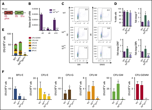 Decreased production of HPCs in the absence of Gpr56 and Gpr97. (A) Schematic of Gpr56 and Gpr97 deletion in mouse Gpr56 locus. (B) RT-PCR analysis of time course hematopoietic differentiation cultures of G2V WT and G2V.56KO97KO ESCs. Relative Gpr97 expression (normalized to β-actin). (C) Representative flow cytometry plots for CD45+ hematopoietic cells and EMPs (CD41+cKit+CD16/32+) from day 10 differentiated G2V WT, G2V.56KO, and G2V.56KO97KO ESC cultures. Percentages shown in each quadrant. (D) Percentage of viable cells and fold change in percentages of V+, CD45+, and EMPs from day 10 differentiated G2V WT, G2V.56KO, and G2V.56KO97KO ESC cultures. n = 3. Mean ± SEM. (E) Frequency of CFU-C in day 10 differentiated G2V WT, G2V.56KO, and G2V.56KO97KO ESC cultures. CFU-C per 104 V+ cells is shown with colony types indicated by color. Mean ± SEM. (F) Output of CFU-C per 104 V+ in the different colony types: BFU-erythroid, CFU- E, -G, -M, -GM, -GEMM. *P ≤ .05; **P ≤ .01; ***P ≤ .001.