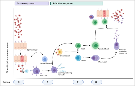 Schematic overview of the normal immune after a viral infection. Phase 0 consists of epithelial infection with the virus, after which monocytes detect the pathogen and subsequent cytokine production and differentiate into cytokine-producing macrophages and other cell types. Phase 1 entails the attraction and activation of other innate immune cells, such as NK cells, which kill infected cells, and DCs, which then travel to naive T cells and lymph nodes. Phase 2 consists of the subsequent activation of T cells and B cells by DCs (and the cytokines produced) into activated and differentiated T cells and antibody-producing plasma cells, respectively. This results in phase 3, in which antibodies and T cells attack the virus and virus-infected cells, respectively. Image created with Biorender.com.