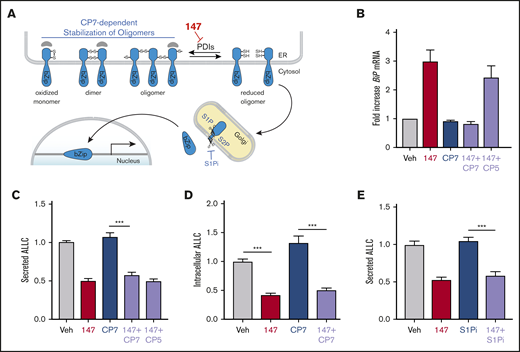 147-dependent reductions in ALLC secretion are independent of ATF6 activation. (A) Illustration showing the mechanism of 147-dependent ATF6 activation. ATF6 is retained within the ER as oxidized monomers, disulfide-bonded dimers, or disulfide-bonded oligomers that are maintained by PDIs. Compound 147 covalently modifies a subset of PDIs, increasing the population of reduced ATF6 monomers that can traffic to the Golgi and undergo proteolytic processing by S1P and S2P. This releases the N-terminal bZIP domain of ATF6 to localize to the nucleus and promote ATF6 transcriptional signaling. The specific steps of this activation mechanism inhibited by CP7 or site 1 protease (S1P) inhibitor (S1Pi) are shown. (B) Graph showing BiP expression measured by quantitative polymerase chain reaction in ALMC-2 cells treated for 5 hours with vehicle (Veh) or 147 (10 µM), CP7 (10 µM), or CP5 (10 µM), as indicated. Error bars show 95% confidence interval for 3 replicates. (C) Bar graphs showing normalized amounts of ALLC in conditioned media prepared from ALMC-2 cells treated for 18 hours with Veh or 147 (10 µM), CP7 (10 µM), or CP5 (10 µM), as indicated. ALLC was quantified by ELISA. Error bars show standard error of the mean (SEM) for 21 replicates across 4 independent experiments. (D) Bar graphs showing normalized amounts of ALLC in lysates prepared from ALMC-2 cells treated for 18 hours with Veh, 147 (10 µM), and/or CP7 (10 µM), as indicated. ALLC was quantified by ELISA. Error bars show SEM for 10 replicates across 2 independent experiments. (E) Bar graphs showing normalized amounts of ALLC in conditioned media from ALMC-2 cells treated for 18 hours with Veh or 147 (10 µM) and/or S1Pi PF429242 (10 µM), as indicated. ALLC was quantified by ELISA. Error bars show SEM for 8 replicates across 2 independent experiments. ***P < .005 (unpaired Student t test). mRNA, messenger RNA.