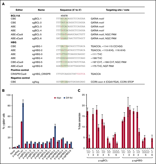 Screening of guide sequences. (A) Guide sequences with editor type and targeting site information. Red, targeted bases in critical motifs; green background, optimal targetable window (also indicated by the numbers above the column). A CRISPR/Cas9 plasmid targeting the TGACCA motif in the HBG1/2 promoter was used as a positive control. A CBE plasmid targeting the CCR5 coding region was included as a negative control (sgNeg). (B) HUDEP-2 cells were transfected with plasmids expressing guide sequences and the BEs listed in panel A. For example, p.sgBCL-1 indicates the plasmid-expressing guide sequence sgBCL-1. γ-Globin expression was measured by flow cytometry 4 days after transfection (4dpt) and 6 days after in vitro erythroid differentiation (Diff 6d). Nontr, nontransduced. (C) The percentage of base conversion detected at 4dpt by Sanger sequencing. Data are the mean ± SD of 3 biological replicates.