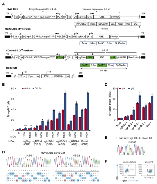 Construction and validation of HDAd-BE vectors. (A) Diagrams of HDAd vectors. The overall structure of HDAd-CBE/ABE vectors contains an mgmtP140K/GFP transposon (4.2 kb) flanked by 2 frt-IRs and a BE cassette (∼9 kb). The transposon allows for integrated expression when codelivered with HDAd-SB expressing SB100× transposase and flippase (Flpe). The BE cassette was placed outside of the transposon for transient expression. The first version of HDAd-ABE vectors was not producible. The second version of HDAd-ABE vector design contains 2 codon-optimized TadAN repeats to reduce sequence repetitiveness (N, new; *, the catalytic repeat). An mi-RNA–responsive element (miR) was embedded in the 3′ human β-globin untranslated region to minimize toxicity to producer cells by specifically downregulating ABE expression in 116 cells. 32aa or 9aa, linker with 32 or 9 amino acids; ψ, packaging signal; bGHpA, bovine growth hormone polyadenylation sequence; ITR, inverted terminal repeat; PGK, human PGK promoter; rAPOBEC1, cytidine deaminase enzyme; SpCas9n, SpCas9 nickase; SV40pA, simian virus 40 polyadenylation signal; T2A, a self-cleaving 2A peptide; TadA, adenosine deaminase; U6, human U6 promoter; and UGI, uracil glycosylase inhibitor. (B) γ-Globin induction in HUDEP-2 cells after transduction with HDAd vectors. Cells were transduced with various vectors at MOIs of 250 and 1000 vp per cell. The γ-globin expression was measured by flow cytometry 4 days after transfection (4dpt) and 6 days after in vitro erythroid differentiation (Diff 6d). A CBE vector targeting the CCR5 coding region was included as a negative control (sgNeg). Data shown are the mean ± SD of 3 biological replicates. (C) Percentage of γ-globin expression over α- or β-globin measured by HPLC at day 6 after differentiation. MOI of 1000 vp per cell. Data shown are the mean ± SD of 3 biological replicates. (D) Representative target base conversion by HDAd-ABE-sgHBG-2. HBG1 or HBG2 genomic segments encompassing the targeting bases were amplified and subjected to Sanger sequencing. Data were analyzed by EditR1.0.9. The arrows indicate targeted bases. The percentage of conversions are shown below the chromatograms. (E-F) A representative clone (#3) derived from HUDEP-2 cells transduced with HDAd-ABE-sgHBG-2. Monoallelic –113 and –116A>G base conversions were detected in the HBG1 promoter (E), resulting in 100% γ-globin+ cells detected by flow cytometry (F). *P < .05; ns, not significant (compared with nontransduced samples).