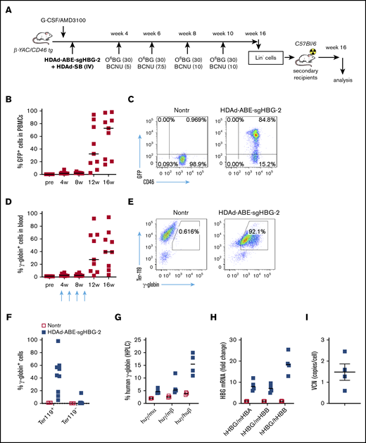 Reactivation of γ-globin in β-YAC mice after in vivo HSPC transduction and selection. (A) Experimental procedure. β-YAC/CD46 mice (n = 9) were mobilized by G-CSF/AMD3100 and in vivo transduced with HDAd-ABE-sgHBG-2+HDAd-SB. Four rounds of selection by O6BG/BCNU were performed at 4, 6, 8, and 10 weeks after transduction. The mice were killed at week 16. Lin− cells were isolated from bone marrow and IV injected into lethally irradiated C57BL/6J mice. The secondary transplanted mice were observed for another 16 weeks. (B) GFP markers in PBMCs at various time points after transduction. Each symbol represents 1 animal. (C) Flow cytometry showing GFP expression in PBMCs in 1 animal. (D) γ-Globin expression in peripheral RBCs measured by flow cytometry. (E) Flow cytometry charts showing γ-globin expression in total blood cells in a representative animal. (F) γ-Globin expression measured by flow cytometry in erythroid Ter-119+ and nonerythroid Ter-119– cells in blood. (G) Human γ-globin chain levels in RBC lysates measured by HPLC. Data are percentages of γ-globin chain levels over mouse α- or β-globin or human β-globin. (H) γ-Globin expression at mRNA level measured by reverse transcription-PCR. Data are expressed as fold change over mouse HBA or HBB or over human HBB mRNA. (I) Vector copy number (VCN) in total bone marrow cells. Primers specific to human mgmtP140K were used.