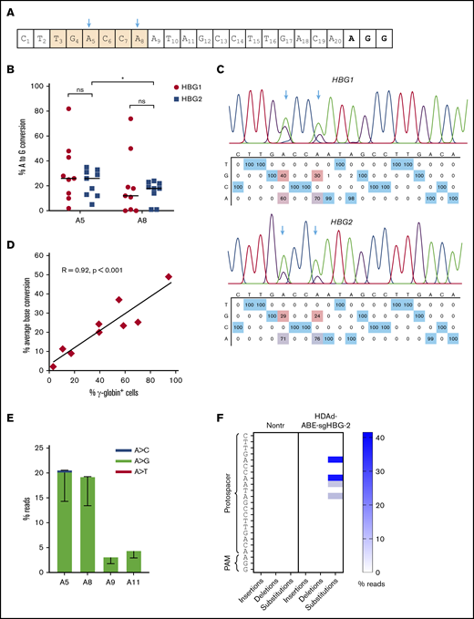 Target base conversion after in vivo HSPC transduction of β-YAC mice with HDAd-BE vectors. (A) sgHBG-2 guide sequence. The numbering starts from the 5′ end. Highlighted in orange is the TGACCA motif, a reported BCL11A binding site within the HBG1/2 promoters. The 2 adenines (A5 and A8) in the motif are indicated by arrows. (B) Percentage of target base conversion in total bone marrow mononuclear cells by Sanger sequencing. Both A5 and A8 in HBG1 and HBG2 promoter regions are shown. Each symbol represents 1 animal (n = 9). (C) Representative sequencing results showing target base conversion in HBG1 and HBG2 region of the #1369 mouse. (D) Correlation between average base conversions and γ-globin expression. The percentage of average base conversion in each animal was the average level at A5 and A8 in HBG1 and HBG2 promoter regions. Each symbol represents 1 animal (n = 9). A Person test was performed (R = 0.92; P < .001). (E) Substitution frequencies detected by NGS; n = 5). (F) Frequency of insertions, deletions, and substitutions in mouse #1369 measured by NGS and analyzed by CRISPResso2. *P < .05. ns, not significant.