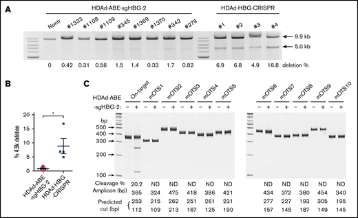 Detection of intergenic deletion. (A) The detection of the intergenic 4.9-k deletion was performed as described previously.27,38 Genomic DNA isolated from total bone marrow cells was used as a template. A 9.9-kb genomic region spanning the 2 sgHBG-2 mapping sites within the HBG1 and HBG2 promoters was amplified by PCR. An additional 5.0-kb band in the product indicates the occurrence of the 4.9-k deletion. The percentage of deletion was calculated according to a standard curve formula that was generated by PCR of templates with defined ratios of the 4.9-k deletion. Samples derived from mice in vivo transduced with an HDAd-HBG-CRISPR vector27 targeting the HBG1/2 promoter were used for comparison. Each lane represents 1 animal. (B) Summary of the percentage of deletion of 4.9 k in panel A. Each symbol represents 1 animal. *P < .05. (C) Measurement of off-target editing by T7EI cleavage assay. The 10 top-scoring, off-target sites in the whole-mouse genome (mOTS-1 to -10; supplemental Tables 1 and 3) were amplified from genomic DNA of bone marrow cells. Samples from nontransduced mice were used as the negative control. The amplicon size and predicted bands after cleavage are listed below the gel lanes. On-target cleavage at the HBG1/2 promoter is also included. The percentage of cleavage is also shown below the lanes. ND, not detected. DNA ladder sizes are indicated on the left of the figure.