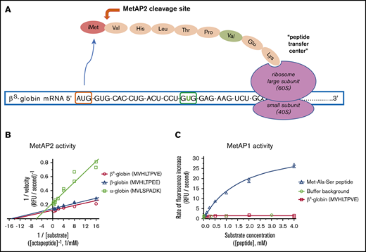 MetAP2 preferentially removes iMet from the N terminus of β-globin, whereas MetAP1 is inactive. (A) MetAP2 is the eukaryotic MetAP that is competent to remove iMet from the N-terminal valine found on both globins as the unfolded globin peptide emerges from the ribosome. Inhibition of MetAP2 prevents iMet removal, allowing N-terminal acetylation by the catalytic Naa50 subunit of the N-terminal acetyltransferase E complex, retaining iMet and acetyl-iMet on a subset of α-globin and β-globin. (B) Lineweaver-Burk plot showing that MetAP2 removes the N-terminal Met from the β-globin and βS-globin octapeptides similarly but fivefold more efficiently compared with the rate of removal of Met from the α-globin N-terminal octapeptide. MetAP2 (9.3 nM) was reconstituted in 30 μM Mn2+, the physiological divalent metal cofactor.54 (C) MetAP1 (57.9 nM) cannot remove Met from the N-terminal βS-globin peptide, but it efficiently cleaves Met from a standard control Met-Ala-Ser tripeptide substrate. MetAP1 was reconstituted with 30 μM Co2+ divalent metal cofactor to maximize activity. MetAP1 and MetAP2 are assayed in a published coupled enzyme assay with L-amino acid oxidase and horseradish peroxidase (Assay 1).55 RFU, relative fluorescent unit.