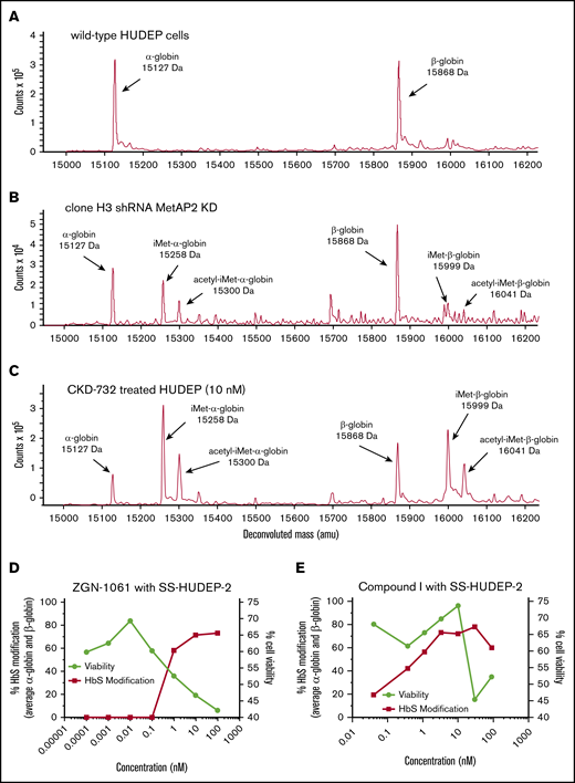 Globin modification in HUDEP-2 and SS-HUDEP-2 cells by MetAP2 knockdown or inhibition. The N termini of α-globin and β-globin are modified with iMet and acetyl-iMet in wild-type HUDEP-2 cells treated with lentivirus expressing MetAP2-specific shRNA or in HUDEP-2 and SS-HUDEP-224 cells treated with MetAP2 inhibitors. (A) Analysis by LC-MS confirms that wild-type HUDEP-2 cells do not have baseline globin modification. (B) Globin modification in subclone H3 from a pool of lentivirus-treated HUDEP-2 cells. MetAP2 expression in clone H3 is decreased ∼99% based on western blot analysis (supplemental Table 3). Because of the smaller sample size, nonglobin background peaks are more evident in this sample. (C) Treatment of HUDEP-2 cells during differentiation with the selective covalent MetAP2 inhibitor CKD-732 (10 nM) leads to high levels of HbA modification (∼80%) on both globins (85% α-globin and 74% β-globin modification). Similar results were obtained in 2 independent studies. (D) SS-HUDEP-2 cells were differentiated for 7 days in the indicated concentrations of the covalent, irreversible MetAP2 inhibitor ZGN-1061,20 to increase modification of HbS by iMet retention at concentrations that decrease cell viability (88% α-globin and 59.5% βS-globin maximum modification). (E) In contrast, a reversible inhibitor of MetAP2, Compound I,21 increases HbS modification at concentrations that do not affect cell viability (93.5% α-globin and 63% βS-globin maximum modification). Similar results were obtained in 2 independent studies.