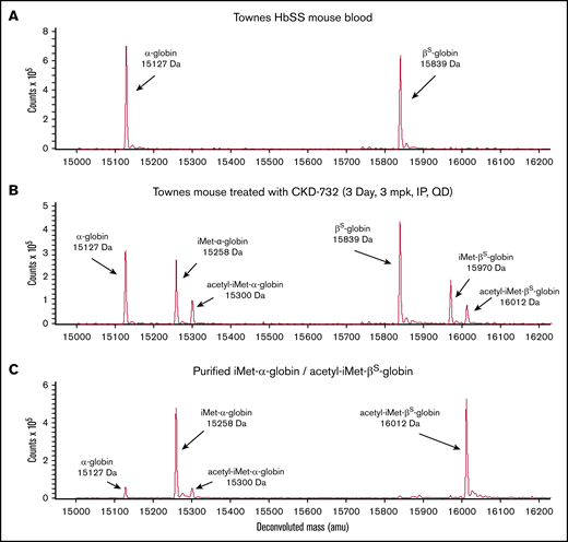 Modification of human HbS by iMet and acetyl-iMet in MetAP2 inhibitor treated Townes SCD mice. The N termini of α-globin (15 127 Da) and βS-globin (15 839 Da) are modified with iMet (15 258 Da and 15 970 Da, respectively) or acetyl-iMet (15 300 Da and 16 012 Da, respectively) in Townes SCD mice treated with MetAP2 inhibitor. (A) LC-MS analysis of RBC lysates from Townes mice treated with vehicle does not show baseline globin modification. (B) Townes mice treated intraperitoneally with CKD-732, 3 mg/kg daily for 3 days, show extensive modification of α-globin and β-globin (50% total HbS modification). Similar results were obtained in 5 independent studies. (C) Repeated cation-exchange chromatography yields highly pure samples of modified HbS for x-ray crystallographic structure studies with a single modification on each globin. Sample shown is acetyl-iMet–βS-globin (96.1%) and iMet–α-globin (86.6%).