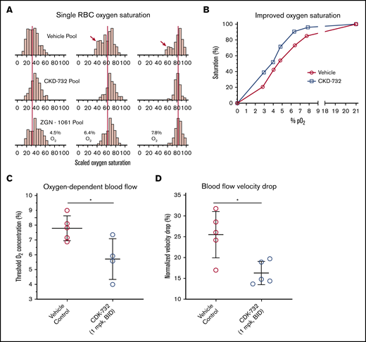 Improvements in RBC oxygen saturation and flow rheology under low oxygen in blood from SCD mice treated with MetAP2 inhibitor. Pooled whole blood from Townes SCD mice treated for 3 days intraperitoneally with CKD-732 or ZGN-1061 (1 mg/kg, twice daily) or vehicle control (n = 5 in each pool) were compared. (A) Single-cell oxygen saturation as a function of oxygen partial pressure was determined,29 and frequency histograms of 2 treated pools compared with the vehicle pool for 4.5%, 6.4%, and 7.8% O2. The red vertical lines are placed on the median percentage of oxygen saturation values of the vehicle pool and show a similar shift by both MetAP2 inhibitors to higher levels of saturation. Red arrows indicate the bimodal distribution of oxygen saturation, including a population of cells with low oxygen saturation that is absent in the treated pools (complete histograms for all pO2 values, including hypoxia and normoxia controls, are shown as supplemental Figure 5). (B) Median percentage of oxygen saturation values for the vehicle pool compared with the CKD-732–treated pool shows improved oxygen saturation at all oxygen partial pressures. Similar results were obtained in 2 independent studies. (C) Individual blood samples from mice treated with CKD-732 and controls were tested in an assay of oxygen-dependent blood flow rheology.30,31 Oxygen threshold to lower blood flow is significantly decreased in MetAP2 inhibitor–treated blood samples containing modified HbS. *P = .026, 2-tailed Student t test. (D) Total observed blood flow velocity drop, when transitioning from 21% to 0% oxygen, is significantly lower. *P = .011, 2-tailed Student t test. Similar results were obtained in 2 independent studies.