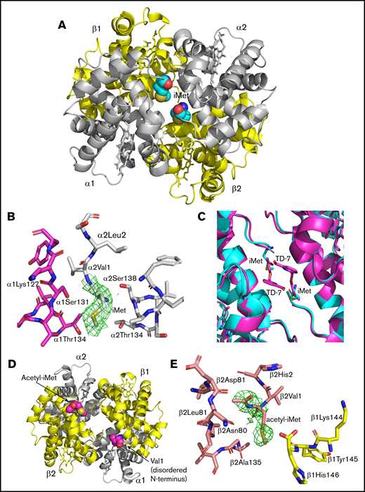X-ray crystal structure of acetyl-iMet–βS-globin with iMet–α-globin modified HbS (CRYST 1) showing altered α-cleft and β-cleft. The CO-ligated structure of the modified HbS is in the R2 state previously described for structures of aldehyde modified HbS.4,32 (A) Structure of acetyl-iMet–βS-globin with iMet-α–globin modified HbS shows that the 2 iMet residues (cyan spheres) at the α-globin chains nearly fill the α-cleft. (B) Close interactions of iMet (contoured with final 2Fo-Fc electron density at 0.8σ) with residues from α1- and α2-globin chains. (C) The α-cleft region in the structure of acetyl-iMet–βS-globin with iMet–α-globin (cyan) is compared with the same region of a structure of HbS modified by the covalently bound antisickling aromatic aldehyde TD-7 (magenta). (D) The β-cleft of acetyl-iMet–βS-globin with iMet–α-globin is shown with the acetyl-iMet residues highlighted (magenta). (E) Close interactions of acetyl-iMet (contoured with final 2Fo-Fc electron density at 0.6σ) with residues from the β1- and β2-globin chains.