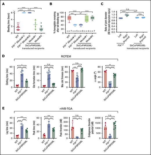 Assessment of the bleeding phenotype in FIXnullrecipients that received 2bCoF9R338L-transduced HSCs (the noninhibitor model). At least 6 months after transplantation, the bleeding phenotype was assessed by a 6-hour tail bleeding test and a needle-induced knee joint injury model. The functional hemostatic properties in whole blood were assessed by ROTEM and nWB-TGA analysis. For the tail bleeding test, the tail tip was clipped using a 1.6-mm diameter template. Animals were monitored hourly, and bleeding time was recorded. Fifty-microliter blood samples were collected for blood counts before and after the test. Hemoglobin levels before the test were defined as 100%. For the knee joint injury, a G30 × 1/2 needle was used to induce injury in the right knee, leaving the left knee uninjured as an intra-animal control. The diameter of the knee joint was measured by using a digital micro caliper before and 48 hours after injury. The diameter of the knee joint before the injury was defined as 1. For ROTEM and TGA analysis, blood samples were drawn from the vena cava. WT C57BL/6 and FIXnull mice served as controls. (A) Bleeding time from the tail bleeding test. (B) Percentage of hemoglobin remaining after the tail bleeding test. (C) The ratio of knee joint diameter obtained from 48 hours after compared with before the injury. (D) ROTEM analysis of whole blood. (E) TGA analysis of whole blood. Data are presented as mean ± SD except for panel B, which are presented in a box and whisker plot. *P < .05; **P < .01; ***P < .001; ****P < .0001.