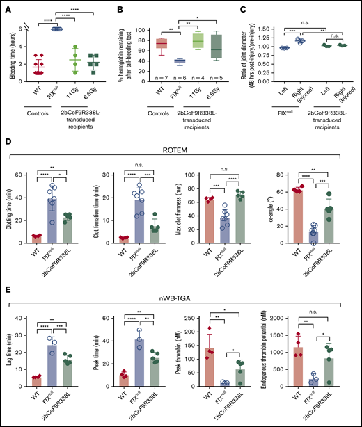 Assessment of the bleeding phenotype in 2bCoF9R338L-transduced rhFIX-primed recipients. The tail bleeding test and the needle-induced joint injury were performed on recipients at least 6 months after HSCT once their inhibitor titers dropped to undetectable. ROTEM and nWB-TGA were performed on blood drawn from the vena cava (terminal experiment). For the tail bleeding test, the tail tip was transected using a 1.6-mm diameter template. Animals were monitored hourly, and bleeding time was recorded. Fifty-microliter blood samples were collected for blood counts before and after the test. Hemoglobin levels before the test were defined as 100%. For the knee joint injury, a G30 × 1/2 needle was used to induce injury in the right knee, leaving the left knee uninjured as an intra-animal control. The diameter of the knee joint was measured using a digital micro caliper before and 48 hours after injury. The diameter of the knee joint before the injury was defined as 1. (A) Bleeding time from the tail bleeding test. (B) The percentage of hemoglobin remaining after the tail bleeding test. (C) The needle-induced knee joint injury. (D) ROTEM analysis of whole blood. (E) TGA analysis of whole blood. WT and FIXnull mice served as controls. Data are presented as mean ± SD except for panel B, which are presented in a box and whisker plot. *P < .05; **P < .01; ***P < .001; ****P < .0001.