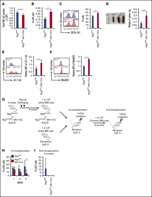 Effect of autophagy deficiency on long-term hematopoiesis. (A-B) After the administration of poly:IC, the number of total BM cell (A) and frequency of LSK (Lineage−, Sca1+, c-Kit+) cells (B) were analyzed. Data are presented as means ± standard deviation (SD; n = 3 in each condition, 2 independent experiments; *P < .05 by Student t test). (C) Frequency of myeloid cells (CD11b+ and Gr1+) were examined in PBMCs derived from Atg7fl/fl (fl = flox) or Atg7fl/fl; Mx1-Cre mice. Histograms represent the fluorescent intensity of CD11b and Gr1 antibody, and the graph shows frequency of CD11b+ and Gr1+ cells. Data are presented as means ± SD (n = 3 in each condition, 2 independent experiments; *P < .05 by Student t test). (D) Photograph of spleen and weigh of spleen were measured in Atg7fl/fl or Atg7fl/fl; Mx1-Cre mice. Graph shows weight of spleen. Data are presented as means ± SD (n = 3 in each condition, 2 independent experiments; *P < .05 by Student t test). (E-F) ΔΨm (E) and mitochondrial superoxide level (F) were examined in HSCs derived from Atg7fl/fl or Atg7fl/fl; Mx1-Cre HSCs. Histograms represent the fluorescent intensity of indicated dyes, and graphs show relative values against Atg7fl/fl-derived HSCs. Data are presented as means ± SD (n = 3 in each condition, 2 independent experiments; *P < .05 by Student t test). (G-I) After the administration of poly:IC, Atg7fl/fl; Mx1-Cre HSCs (Ly5.2) were transplanted into lethally irradiated recipient mice (Ly5.1) along with wild-type whole BM cells (Ly5.1) (G). (H) After 4, 12, and 20 weeks from primary transplantation, peripheral blood (PB) of each recipient was analyzed. (I) Moreover, PB was analyzed at 20 weeks after chimeric whole BM cells derived from recipient mice were serially transplanted. Graphs show the chimerism of PB in each recipient. Data are presented as means ± SD (n = 9, 2 independent experiments; *P < .05 by Student t test). Black and white bars represent Atg7fl/fl (used as a control) and Atg7fl/fl; Mx1-Cre-derived cells, respectively.