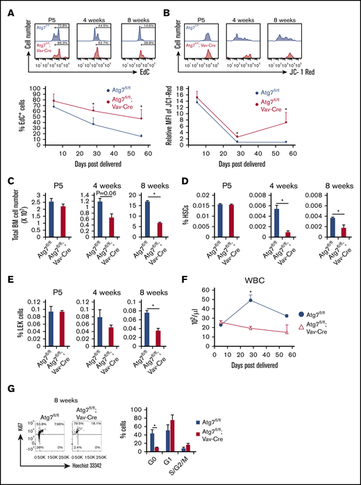 Autophagy deficiency exerted differential effects on hematopoiesis between adult and neonatal mice. (A) Cell division activity were determined by EdC uptake. Histograms represent EdC+ cells, and graphs show the frequency of EdC+ cells. Data are presented as means ± SD (n = 3 in each condition, 2 independent experiments; *P < .05 by Student t test). (B) To examine mitochondrial status, ΔΨm was also assessed. Histograms represent the fluorescent intensity of indicated dyes, and graphs show relative values against Atg7fl/fl-derived HSCs. Data are presented as means ± SD (n = 3 in each condition, 2 independent experiments; *P < .05 by Student t test). (C-F) Total number of BM cells (P5 = whole body, 4 and 8 weeks = both tibias and femurs) (C), the frequency of HSCs (D), the frequency of LEK cells (Lineage−, EPCR+, and c-Kit+) (E), and the number of white blood cells (F) in Atg7fl/fl and Atg7fl/fl; Vav-Cre mice were examined at P5, 4 weeks, and 8 weeks old. Data are presented as means ± SD (n = 3 in each condition, 2 independent experiments; *P < .05 by Student t test). (G) Cell cycle status was also determined by the combination between Hoechst 33342 and Ki67. Graphs show the cells with indicated cell cycle phase. Data are presented as means ± SD (n = 3 in each condition, 2 independent experiments; *P < .05 by Student t test).