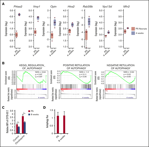 Expression of autophagy-related genes in HSCs derived from P5 and 4-week-old mice. (A) Expression level of autophagy-related genes was compared between P5 neonatal and 4-week-old mice HSCs by RNA-seq. Graphs show expression value estimated based on RPKM (n = 4 in each condition; *P < .05 by Student t test). (B) Enrichment of gene sets KEGG_REGULATION_OF_AUTOPHAGY, POSITIVE RETULATION OF AUTOPHAGY, and NEGATIVE RETULATION OF AUTOPHAGY within differentially regulated genes in P5 neonatal and 4-week-old mice HSCs. (C) Autophagy activity in P5 neonatal and 8-week-old adult HSCs was assessed by CYTO-ID staining. Graph shows fluorescent intensity relative to the value of P5 HSCs pretreated without chloroquine. Data are presented as means ± SD (n = 3 in each condition, 2 independent experiment; *P < .05 by Student t test). (D) Atg7fl/fl and Atg7fl/fl; Vav-Cre HSCs were fixed and stained with LC3 antibody. Autophagy flux was calculated from the geometric fluorescence intensity (GeoMFI) of LC3 in the absence or presence of chloroquine24 (The value of GeoMFI in the presence of chloroquine was divided by the value of vehicle). Data are presented as means ± SD (n = 3 in each condition, 2 independent experiments; *P < .05 by Student t test).