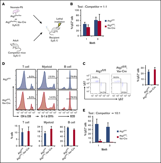 Autophagy-deficient HSCs showed a normal potential for long-term engraftment. Experimental scheme of transplantation assay (A). After P5 neonatal Atg7fl/fl; Vav-Cre BM cells (1 × 106 cells) were transplanted with competitor cells (1 × 106 cells) into recipient mice, and the chimerism of PB (B) or HSCs within BM (C) were analyzed at indicated points or at 3 months after the transplantation, respectively. (D) In addition, the composition from each 3-differentiated lineage in PB was also examined at 3 months after the transplantation. CD4 and CD8: T-cell lineage; Gr1 and CD11b: myeloid lineage, B220: B-cell lineage. Graphs show the frequency of indicated cell populations. Data are presented as means ± SD (n = 7 in each condition, 2 independent experiments; *P < .05 by Student t test). To reduce the effect of normal hematopoiesis, P5 neonatal Atg7fl/fl; Vav-Cre BM cells (1 × 106 cells) were transplanted with decreased competitor cells (1 × 105 cells) into recipient mice, and PB cells were analyzed at 4 and 12 weeks after the transplantation. Graphs show the frequency of indicated cell populations (n = 5 in each condition, 2 independent experiment; *P < .05 by Student t test).