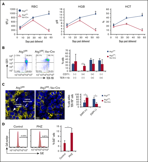 Autophagy deficiency inhibited erythroid differentiation. (A) Erythrocyte-related parameters in PB of 8-week-old Atg7fl/fl and Atg7fl/fl; Vav-Cre mouse PBMCs. Graphs show erythrocyte number (top left), hematocrit (bottom left), and hemoglobin (top right). Data are presented as means ± SD (n = 3 in each condition, 2 independent experiments; *P < .05 by Student t test). (B) Expression pattern of TER-119 and CD71 within BM cells of 8-week-old Atg7fl/fl or Atg7fl/fl; Vav-Cre mice was examined. Dot plot and graph show the frequency of each fraction. Data are presented as means ± SD (n = 3 in each condition, 2 independent experiments; *P < .05 by Student t test). (C) The number of nucleated (+) or enucleated (−) TER-119+ cells in bone sections of Atg7fl/fl and 8-week-old Atg7fl/fl; Vav-Cre mice was counted based on DAPI staining under a confocal laser microscope. Arrows or an arrowhead point to mature erythrocytes or juvenile nucleated red blood cell (NRBC) in these representative images, respectively. Graph shows the frequency of nucleated or enucleated cells within TER-119+ fraction. Data are presented as means ± SD (n = 3 in each condition, 2 independent experiments; *P < .05 by Student t test). (D) PHZ was injected intraperintoneally into 8-week-old WT mice. After 7 days, EdC uptake assay was performed. Histogram and graph show the frequency of EdC+ cells. Data are presented as means ± SD (n = 3 in each condition, 2 independent experiments; *P < .05 by Student t test).