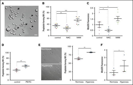 ROS levels regulate proplatelet-forming MKs. Mature MKs were obtained from cord blood CD34+ progenitors after differentiation for 12 days. They were treated for 5 hours (A-D) under normoxia (20% O2) with the indicated drugs (NAC, 1 mg/mL; NAM, 5 µM; PEITC, 5 µM) or the appropriate solvent (PBS; A-C; dimethyl sulfoxide; D) as the control. Alternatively, they were incubated for 24 hours (E-F) in a 20% (normoxia) or 95% (hyperoxia) O2 incubator chamber. (A,E) Representative images of the observed mature MKs upon a 5-hour (A) or 24-hour (E) incubation are presented. (A: *nondeformed MKs; arrowheads, slightly deformed MKs; arrows, proplatelet-forming MKs). Bar represents 10 µm. (B,D,E) Percentage proplatelet-forming MKs relative to total cells observed by phase-contrast microscopy; dot plots show individual data from 3 to 7 independent experiments; means ± SEM (ratio paired Student t test; **P ≤ .01; ***P ≤ .001). (C,F) Cells were incubated with MitoSOX fluorescent dye before being processed by flow cytometry. Mean fluorescence intensity is expressed as fold change over control cells. Data are means ± SEM; ratio paired Student t test; *P ≤ .05.