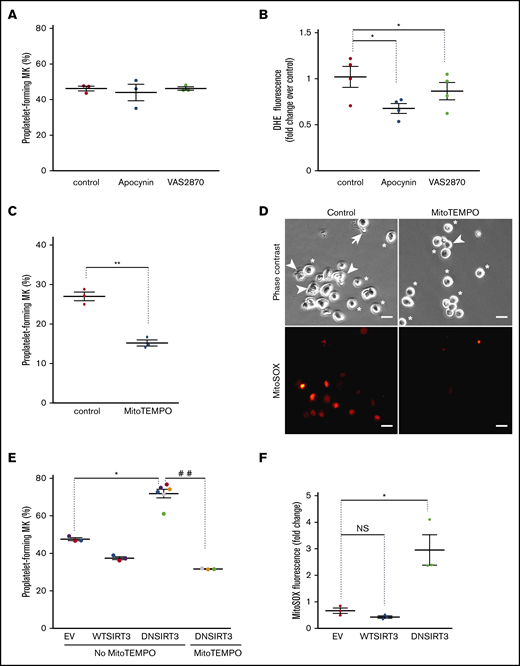 Mitochondrial but not cytosolic ROS contribute to thrombopoiesis. MKs were incubated for 5 hours with the indicated drugs (apocynin 1 mM; VAS2870 15 µM; MitoTEMPO 10 µM) or dimethyl sulfoxide solvent (0.1%) as the control. (A,C) The percentage of proplatelet-forming MKs relative to total cells observed by phase-contrast microscopy. Dots show individual data points from 3 independent experiments. Means ± SEM; n = 3; ratio paired Student t test. **P ≤ .01. (B) Cells were incubated with DHE fluorescent dye before being processed by flow cytometry; relative mean fluorescence intensity expressed as fold change over control cells. Means ± SEM; n = 4; ratio-paired Student t test. *P ≤.05. (D) Representative micrographs of MitoTEMPO-treated or untreated cells obtained with phase-contrast or MitoSOX fluorescence microscopy, as indicated (stars, round MKs; arrowheads, intermediate MKs; arrows, proplatelet-forming MKs). Bar represents 10 µm. (E-F) Transduced CD34+-derived mature MKs with the indicated lentiviral particles were treated with doxycycline (0.3 µg/mL) for 7 hours to induce transgene expression. Where indicated, MitoTEMPO (10 µM) was added. MKs were then directly analyzed without the BSA gradient. (E) GFP+ proplatelet-forming MKs were counted relative to total GFP+ cells (means ± SEM; ratio paired Student t test; EV vs DN; n = 6; MitoTEMPO vs no MitoTEMPO; n = 3). *P < .05; ##P ≤ .01. (F) Cells were incubated with MitoSOX fluorescent dye. Mean fluorescence intensity was measured by flow cytometry in GFP+/CD42+ cells. Data are expressed as fold change of induced relative to noninduced condition; ratio paired Student t test. *P < .05; n = 3. EV, empty vector.