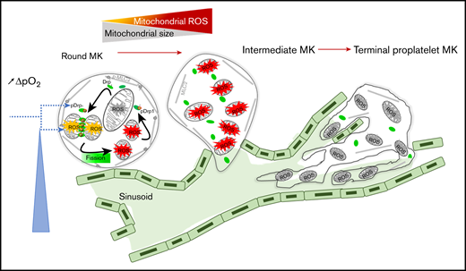 An autoamplification loop links mitochondrial dynamics and ROS production to onset of thrombopoiesis. Onset of thrombopoiesis from mature round MKs occurs when a positive oxygen gradient is present between the extravascular edge of the sinusoids, where the MKs are located, and the blood flow. It is characterized by cell deformation (loss of MK roundness) and cytoskeletal reorganization (loss of MLC phosphorylation) of intermediate MKs, followed by the formation of extended cell protrusions resulting in terminal proplatelet-forming MKs. This loss of roundness is preceded by a strong recruitment of active pDrp1 to mitochondria that triggers fission within nondeformed, round MKs. Mitochondrial fission and ROS production are triggered by the positive oxygen gradient, which favors additional mitochondrial pDrp1 recruitment, additional fission, and ROS production in an autoamplifying loop that is necessary for thrombopoiesis to proceed, allowing for the formation of long intravascular proplatelet extensions filled with small, well-delineated mitochondria in terminal MKs.