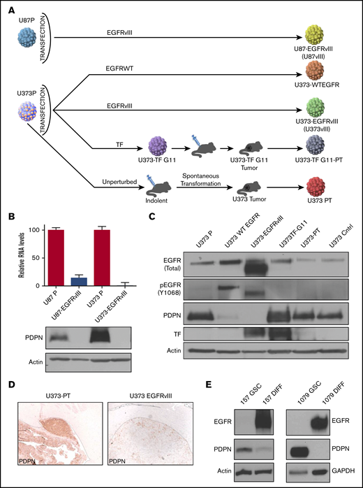 Downregulation of PDPN in glioma cells expressing oncogenic EGFR. (A) Derivation of U87 and U373 families of isogenic glioma cell lines driven by EGFRvIII-dependent and -independent pathways of tumorigenesis. (B) Downregulation of PDPN mRNA and protein in U87 and U373 cell lines engineered to express oncogenic EGFRvIII (n = 3). (C) Expression levels of wild-type (WT) (upper band) EGFR, EGFRvIII (lower band), PDPN, and TF in isogenic variants of U373 glioma (n = 2). (D) Immunohistochemical staining for PDPN of glioma xenografts originating from intracranial injection of tumorigenic variants of U373 cells with (U373vIII) or without (U373-PT) EGFRvIII expression (magnification ×100). EGFRvIII-associated downregulation of PDPN is maintained in vivo (n = 6). (E) Reciprocal changes in the expression of EGFR and PDPN in proneural GSC lines (GSC157 and GSC1079) in stem cell (GSC) and differentiated (DIFF) cultures maintained in the presence of serum for 25 to 30 days (n = 3).