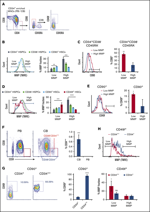 Mitochondrial activity decreases in HSPC subpopulations with increasing stem cell activity. (A) FACS gating strategy of phenotypically defined HSCs/HSPCs. (B,D) FACS histograms (left) of MMP of CD34+ HSPCs, CD38− HSPCs (CD34+CD38−), CD90+ HSCs (CD34+CD38−CD45RA−CD90+), of (B) PB or (D) CB, and CD49f+ HSCs (CD34+CD38−CD45RA−CD90+CD49f+) of (D) CB. The percentage of low and high MMP fractions within parental compartments (right; panel B, n = 3; panel D, n = 5). (C,E) FACS histograms (left) of (C) CD90 or (E) CD49f of subsets at low- or high-MMP levels of (C) PB CD34+CD38−CD45RA− HSPCs or (E) CB CD90+ HSCs. The percentage of (C) CD90+ HSCs or (E) CD49f+ HSCs in parental populations (right; n = 3). (F) FACS profiles of CD34/CD38 of CD34+ cell–enriched PB or CB MNCs (left). The percentage of CD34++ cells in total CD34+ enriched MNCs of CB or PB (right; n = 4). (G) FACS profiles of CD49f of total CD34+ or CD34++ fraction of CD90+ CB HSCs (left); the percentage of CD49f+ HSCs in parental populations (right; n = 3). (H) FACS histogram of MMP of total CD34+ or CD34++ fraction of CD49f+ HSCs (top); the percentage of low- or high-MMP subset within total CD34+ or CD34++ fraction of CD49f+ CB HSCs (bottom; n = 3). Low-MMP and high-MMP gates were set according to 10% the lowest and highest MMP of CD90+ HSCs and applied to all other parental compartments throughout Figure 1. Phenotypes above the graphs indicate parental population. Data are presented as mean ± standard deviation; (C,E-H) Student t test; (B,D) analysis of variance test; *P < .05, **P < .01, ***P < .001, ****P < .0001. ns, not significant.