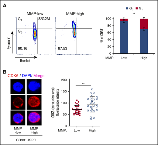 Subpopulations of quiescent HSCs with distinct mitochondrial activity. (A) FACS profiles (left) of cell-cycle analysis of sorted CD38− PB HSPCs, by Pyronin Y/Hoechst staining; percentage of G0 and G1 phases in MMP-low or MMP-high subsets (right; n = 3). (B) Representative immunofluorescent confocal image (left) of CDK6 and quantification of fluorescence intensity of CDK6 within nuclear area (right) in MMP-low and MMP-high CD38− PB HSPCs. CDK6, red; DAPI, blue; scale bar, 5 μm. Data are represented as mean ± standard deviation; Student t test, **P < .01.