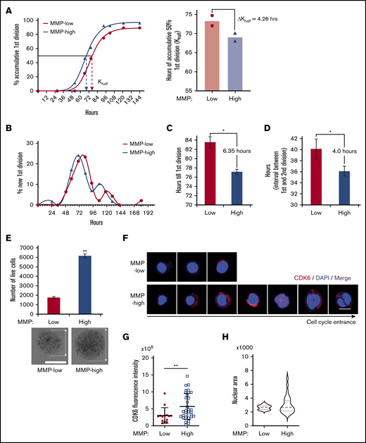 Cell-cycle entrance is delayed in HSCs with lower mitochondrial activity. (A) Representative plot (left) of the percentage of cumulative first division of total initial cells (fitted into sigmoidal curve) in MMP-low or MMP-high CD90+ PB HSC single-cell culture in cytokine-supplied STEM SPAN. R2 > 0.997. Dotted arrows represent Khalf: hours for cumulative 50% cells to finish first division (deducted from the curve). Mean best fit value (right) of Khalf of repeated experiments (P = .06, n = 2). ΔKhalf: difference of Khalf between MMP-low and MMP-high CD90+ HSCs. (B) Representative plot of the percentage of newly finished first division of total initial cells (fitted into spline curve). (C) The mean time (recorded) to complete the first division. (D) The mean interval time (recorded) between the first and second divisions. In total, 75 to 84 single live cells were scored (n = 2). (E) Total number of live cells from a 9-day expansion of 600 seeded cells in cytokine-supplied STEM SPAN (top; n = 2). Representative bright field light microscopy images of cell clusters (bottom; scale bar, 0.15 mm). Arrows indicate the diameter of the clusters. (F-H) Representative immunofluorescent confocal images of CDK6 (F; scale bar, 5 μm), quantification of total CDK6 fluorescent intensity (G), and the distribution of nuclear sizes (H) of MMP-low and MMP-high CD90+ PB HSCs after 34 hours in culture. Data are presented as mean ± standard deviation; Student t test, *P < .05, **P < .01.