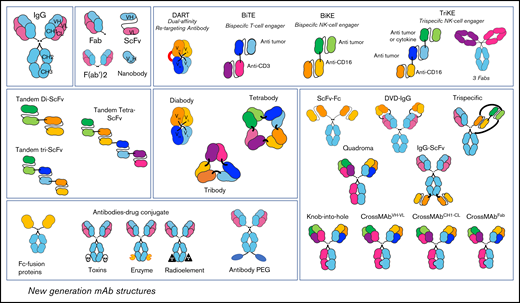 New-generation mAb structures. Because of biological engineering, multiple structures of antibodies exist today. Therapeutic mAb structures are increasingly humanized, some are only fragments (ScFv, nanobody), and others are combined with drugs such as toxins, enzymes, radioelements, or with chemicals like polyethylene glycol. There are also Abs able to bind 2 or 3 different targets at the same time named BiTE (bispecific T-cell engager), BiKE (bispecific NK-cell engager), TriKE (trispecific NK-cell engager), quadroma, Knob-into-hole, CrossMAbVH-VL, CrossMAbCH1-CL, CrossMAbFab, and dual variable domain IgG (DVD-IgG).