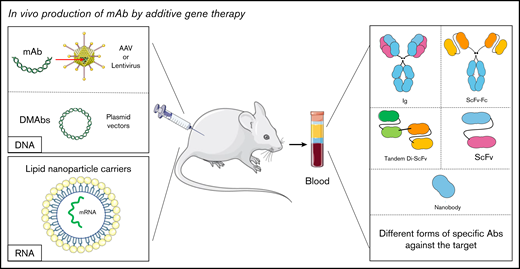 In vivo production of mAb by additive gene therapy. The mAbs can be produced by direct or indirect injection (using viruses such as lentiviruses or AAVs) of DNA encoding the desired antibody. They can also be produced by the injection of mRNA carried by lipid nanoparticles. mAbs are then detected in biological fluids. It is possible to obtain different antibody formats such as a complete immunoglobulin, an ScFv, or a nanobody depending on the original sequence.