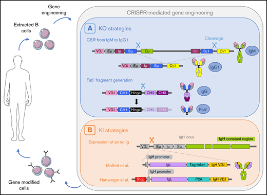 A potential cycle of B cell–mediated therapies including an ex vivo genome edition step. B cells are extracted from the patient, gene-edited using CRISPR/Cas9 technology, and infused back to the patient. (A) Two cleavages can lead to deletion of the Cµ gene and class switch recombination from IgM to IgG.77 One cleavage between the hinge region and the constant region allows the generation of a Fab′ fragment.77 (B) Insertion of a cassette encoding the VH chain and a light chain linked with a tag-linker leads to expression of an sc immunoglobulin with modified specificity.79 Hartweger et al80 described a similar strategy with an additional stop codon to disrupt expression of the endogenous immunoglobulin. iE, enhancer; I, intervening; S, switch; C, constant.