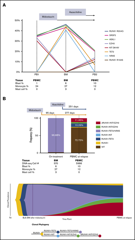 Clonal evolution by serial bulk DNA next-generation sequencing and single-cell DNA-seq in a patient with advSM. (A) Clonal evolution in response to midostaurin and azacitidine by serial bulk DNA-seq. Founding ASXL1, SRSF2, and RUNX1 mutations persisted during midostaurin and azacitidine treatment. KIT and EZH2 mutation burden were initially high at the PB1 time point and were significantly diminished after midostaurin treatment. At the BM time point, allele frequency of NRAS and TET2 mutations were initially high, but they later decreased as a result of azacitidine treatment. KIT and EZH2 mutations, followed by disease relapse, recurred with an additional new mutation site at RUNX1 R162S. The results were projected into a trend line with VAF shown on the Y-axis and collected samples listed below the graph. (B) Clonal evolution in response to treatment with midostaurin and azacitidine determined by single-cell DNA-seq. After treatment with midostaurin for 3 months, significant reduction of KIT D816V and EZH2 mutations with significant expansion of TET2 and NRAS mutations was detected. The addition of azacitidine resulted in significant reduction of TET2 and NRAS mutations and progressive expansion of KIT D816V and EZH2 mutations. Acquisition of a new mutation (RUNX1 R162S) was followed by disease progression and rapid death after 8 months of combinatorial treatment. The results of single-cell DNA-seq are shown in a bar graph and fish plot with sequenced cell numbers listed below as combined blood and bone marrow cell count results. dRUNX1, double RUNX1 mutations.
