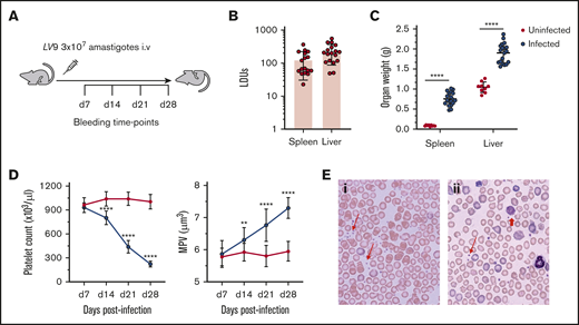Thrombocytopenia associated with experimental VL. (A) C57BL/6 WT mice were infected with 3 × 107L donovani amastigotes IV for 28 days. Mice were bled every week via a tail vein for platelet counts, and tissues were harvested at day 28 PI for further analysis. (B) The parasite burden was calculated as LDUs on Giemsa-stained liver (n = 18) and spleen (n = 17) impression smears on day 28 PI. (C) Postmortem liver and spleen weights were measured in infected (n = 19) and uninfected (n = 9) mice. (D) Platelet count (left) and MPV (right) were monitored weekly after infection in infected (n = 12) and uninfected (n = 15) mice. (E) Blood smears of uninfected (i) and infected (ii) mice show the presence of giant platelets on the infected mouse blood smear. Representative normal platelets (thin red arrows) and giant platelets (thick red arrow) are indicated. Original magnification ×63. All data were pooled from 3 different independent experiments and analyzed using the unpaired Student t test comparing the mean ± SD of uninfected vs infected at each time point. **P < .01; ****P < .0001.