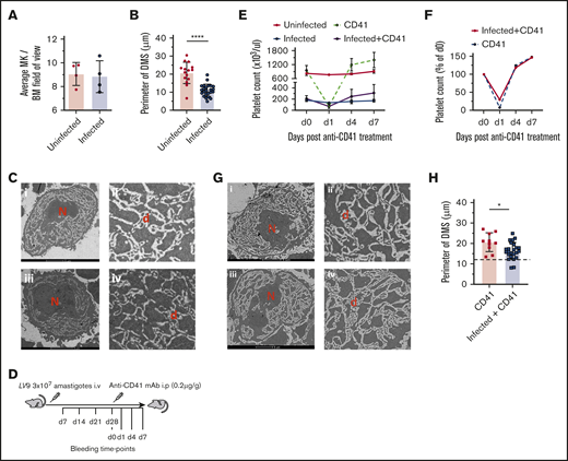 Alteration to BM megakaryocyte form and function during experimental VL. (A) BM MKs were counted manually on hematoxylin and eosin–stained frozen sections in 10 random fields of view for uninfected (n = 4) and infected (n = 4) mice. TEM (FEI Tecnai 12G2) was performed on femur sections of uninfected and day-28–infected mice. Images were analyzed by creating outlines of demarcation membranes with Fiji ImageJ software (supplemental Figure 3). (B) Perimeters were then calculated on 25 uninfected and 46 infected mouse BM MKs. Data represent the mean ± standard error of the mean (SEM) across individual mice. The unpaired Student t test was applied to the means of the perimeter of membranes; ****P < .0001, in uninfected vs infected mice. (C) Representative TEM images of BM MKs in uninfected (i-ii) and infected (iii-iv) mice, showing the presence of multilobulated nucleus (N) and DMS (d) within the cytoplasm. Bar represents 5 μm. Original magnification ×2000. (D) Anti-CD41 mAb-induced ITP in infected and uninfected mice. A single intraperitoneal injection (0.2 µg/g body weight) of anti-CD41 mAb (clone, MWReg30) was administered, followed by collection of blood for platelet counts at the specified time points. Platelet count (E) and rate of decline and recovery of platelet count (F) in uninfected and infected mice after anti-CD41 mAb-induced thrombocytopenia. Data were pooled from 3 independent experiments with uninfected (n = 3), anti-CD41–treated uninfected (n = 9), infected (n = 5), and infected+anti-CD41–treated (n = 10) mice. (G) Representative TEM images of BM MK from infected anti-CD41–treated (i-ii) and uninfected anti-CD41–treated (iii-iv) mice, showing DMS and platelet areas. Bar represents 5 μm. Original magnification ×2000. (H) The perimeter of the demarcation membranes of anti-CD41–treated uninfected (n = 20) and anti-CD41–treated infected (n = 30) mice. The dotted line corresponds with the mean of the perimeter of the DMS in nontreated infected mice. Data are expressed as means ± SEM and analyzed with the unpaired Student t test. *P < .05.