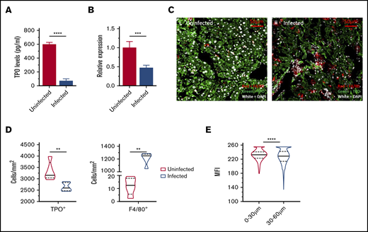 Thrombopoietin regulation during L donovani infection. (A) Circulating levels of TPO at day 28 PI were measured in the serum samples of infected and uninfected C57BL/6 mice. (B) Hepatic mRNA accumulation measured using qRT-PCR on postmortem liver samples of infected and uninfected mice. (C) Representative immunofluorescent liver images of uninfected (i) and infected (ii) mice, stained with anti-TPO antibody (green), F4/80 (red), and 4′,6-diamidino-2-phenylindole (white). Images captured with an LSM 710 confocal microscope at 63× resolution. Bar represents 50 µm. Segmentation analysis was performed with Strataquest image analysis software on immunofluorescent liver images and expressed as cell count per unit area of infected and uninfected livers (D) and MFI of TPO+ cells in infected livers (E). MFIs were calculated for TPO+ hepatocytes at 0 to 30 µm and 30 to 60 µm from the margin of granuloma in infected mice. Data are representative of 5 uninfected and 5 infected mice from a single experiment, analyzed with the unpaired Student t test (A-B) and the nonparametric Mann-Whitney U test (D-E). **P < .01; ***P < .001; ****P < .0001.