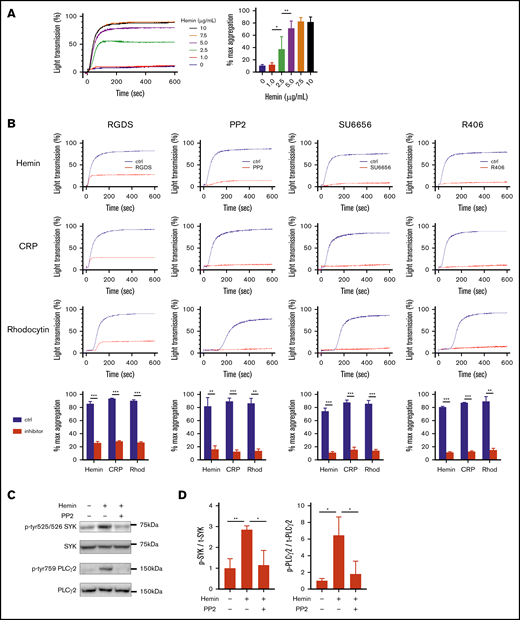 Hemin activates human platelet through the SFK-SYK-PLCγ2 pathway. (A) Hemin-induced platelet aggregation in humans. Washed human platelets were stimulated with 6 concentrations of hemin (0, 1.0, 2.5, 5.0, 7.5, and 10 μg/mL). The representative curves (left) and quantifications of maximum light transmission (right) are shown. (B) Blocking effect of 0.2 mM RGDS, 50 μM PP2, 10 µM SU6656, and 1 µM R406 on hemin (7.5 μg/mL)-, CRP (0.25 µg/mL)-, or rhodocytin (Rhod) (10 nM)-induced platelet aggregation. The representative curves and quantifications of maximum light transmission are shown. (C) Western blot analysis of phospho-human SYK (Y525/526), phospho-human PLCγ2 (Y759), human SYK, and human PLCγ2. Representative images of hemin-induced (7.5 μg/mL) phosphorylation of SYK and PLCγ2 and its inhibition by PP2 in human platelets are shown. (D) Quantitative analysis of SYK (left) and PLCγ2 (right) phosphorylation normalized by total SYK and PLCγ2, respectively. Data are the mean ± standard deviation (panels A, B, and D); n = 3 to 4. *P < .05, **P < .01, ***P < .001. Tukey’s multiple-comparison test for panels A and D, Student t test for panel B.