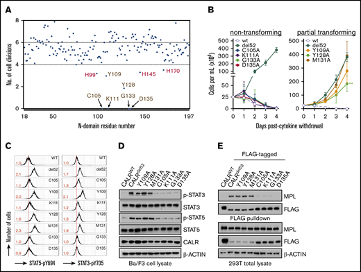 The lectin-dependent function of CALRdel52is required for cytokine-independent growth. (A) Alanine mutagenesis screen to assess ability of 177 CALRdel52 single-residue mutants to confer cytokine-independent growth of Ba/F3-MPL cells, as depicted on y-axis by number of cell divisions following 3 days. The mutagenized residue is represented on the x-axis. The 9 residues that are >1 standard deviation away from mean are indicated with arrows. Putative lectin residues are denoted in brown; putative zinc-binding residues are denoted in red. (B) Growth curves of Ba/F3-MPL cells expressing wild-type CALR, CALRdel52, or lectin motif variants demonstrate total (left) or partial (right) impairment of cytokine-independent growth. Testing for statistical significance was performed using a Student t test (*P < .05; **P < .01; ***P < .001). (C) Intracellular phosphorylation flow cytometry and (D) Western immunoblotting demonstrate diminished Stat3 and Stat5 phosphorylation in Ba/F3-MPL cells expressing nontransforming CALRdel52 lectin variants. Numbers in red indicate ratio of mean fluorescence intensity for each sample relative to isotype control. The data are representative of 2 independent experiments. (E) Immunoblotting of FLAG-immunoprecipitated proteins from 293T cells cotransfected with FLAG-tagged CALRdel52 lectin variants and MPL-expressing vector demonstrates impaired MPL binding capacity by nontransforming lectin variants.