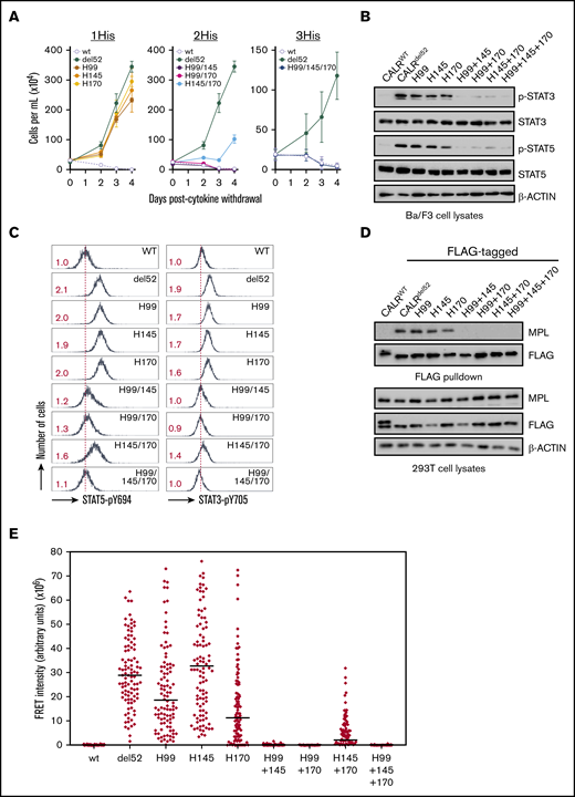 A triad of zinc-binding histidine residues in CALRdel52are required for cytokine-independent growth. (A) Growth curves in Ba/F3-MPL cells expressing histidine-deficient CALRdel52 variants harboring loss of either 1 histidine (1His), 2 histidines (2His), or 3 histidines (3His). Immunoblotting (B) and intracellular phospho-flow cytometry (C) demonstrate diminished Stat3 and Stat5 phosphorylation in of Ba/F3-MPL cells expressing 2His- and 3His-CALRdel52 variants. Numbers in red indicate ratio of mean fluorescence intensity for each sample relative to isotype control. The data are representative of 2 independent experiments. (D) Immunoblotting of FLAG-immunoprecipitated proteins from 293T cells cotransfected with histidine-deficient FLAG- CALRdel52 variants and MPL-expressing vectors demonstrates abolished MPL binding capacity by 2His- and 3His-CALRdel52 variants. (E) Single-cell data for FRET intensity. FRET fluorescence units depict energy transfer between mCherry-tagged histidine-deficient CALRdel52 protein and MPL-GFP in arbitrary fluorescence units for a single cell. For each experimental condition, 100 cells were analyzed.