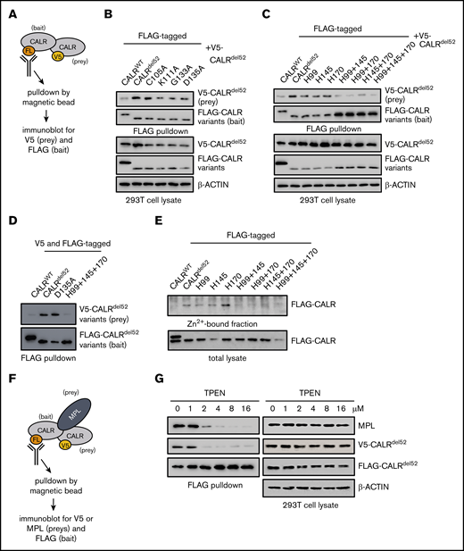 Zinc binding by CALRdel52is required for homomultimerization and enables MPL activation. (A) Schematic depicting co-immunoprecipitation assay for detecting FLAG-tagged and V5-tagged CALRdel52 multimers. (B) FLAG-pulldown assays demonstrating CALRdel52 lectin variants retain ability to bind to V5-CALRdel52. (C) FLAG-pulldown assays demonstrating 2His- and 3His-CALRdel52 are compromised in ability to bind V5-CALRdel52 compared with 1His-CALRdel52. (D) FLAG-pulldown assays of cells transfected with FLAG- and V5-tagged CALRWT (lane 1), CALRdel52 (lane 2), CALRdel52 D135A lectin variant (lane 3), or 3His-CALRdel52 variant (lane 4) demonstrating that CALRdel52 and CALRdel52 D135A are capable of homomultimerization, but not CALRWT and 3His-CALRdel52. (E) Affinity chromatography demonstrating 2His- and 3His-CALRdel52 bind less efficiently to zinc resin compared with 1His-CALRdel52. (F) Schematic depicting co-immunoprecipitation assay for detecting heteromeric complexes comprising FLAG-tagged and V5-tagged CALRdel52 proteins and MPL. (G) FLAG-pulldown assays demonstrating zinc chelator TPEN treatment disrupts CALRdel52 multimerization and MPL binding in 293T cells.
