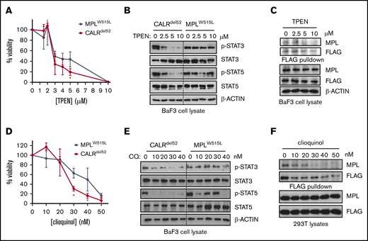 Zinc chelation abrogates CALRdel52-induced JAK-STAT signaling in hematopoietic cell lines. (A) Viability of BaF3-MPL cells expressing CALRdel52 or MPLW515L following treatment with TPEN for 48 hours. Each point represents the mean of 3 independent cultures. Testing for statistical significance was performed using a Student t test (*P < .05). (B) Immunoblotting demonstrates decreased Stat3 and Stat5 phosphorylation status following TPEN treatment of 4 hours in CALRdel52-expressing Ba/F3-MPL cells but not in Ba/F3-MPLW515L cells. (C) FLAG-pulldown assays demonstrating zinc chelator TPEN treatment disrupts CALRdel52-MPL binding in CALRdel52-expressing Ba/F3-MPL cells. (D) Viability of BaF3-MPL cells expressing CALRdel52 or MPLW515L following treatment with clioquinol (CQ) for 48 hours. Cell viability was quantified by 3-(4,5-dimethylthiazol-2-yl)-2,5-dimethyltetrazolium bromide assays. Each point represents the mean of 3 independent cultures. The data are representative of at least 2 independent experiments. Testing for statistical significance was performed using Student t test (*P < .05). (E) Immunoblotting demonstrates decreased Stat3 and Stat5 phosphorylation status following CQ treatment of 4 hours in CALRdel52-expressing Ba/F3-MPL cells but not in Ba/F3-MPLW515L cells. (F) Immunoblotting of FLAG-immunoprecipitated proteins in 293T cells expressing CALRdel52 and MPL demonstrates disruption of CALRdel52-MPL binding following CQ treatment of 4 hours.